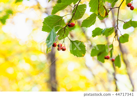 ripe hawthorn berries close up on tree in autumn 44717341