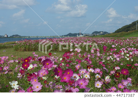 Cosmos and Onga River and the sky Cosmos and Onga River and the sky 44717387