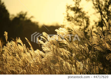 Autumn, Trepoon, Autumn Landscape, Suncheon Bay Autumn, Trepoon, Autumn Landscape, Suncheon Bay 44717620