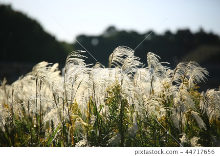 秋天，Trepoon，秋天風景，順天灣 44717656