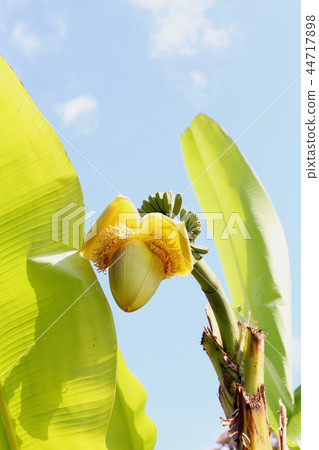 香蕉花 香蕉花 44717898