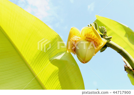 香蕉花 香蕉花 44717900