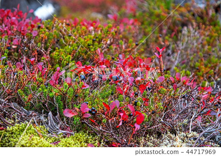 Kita Yatsugatake Tsuboi Gardens 44717969