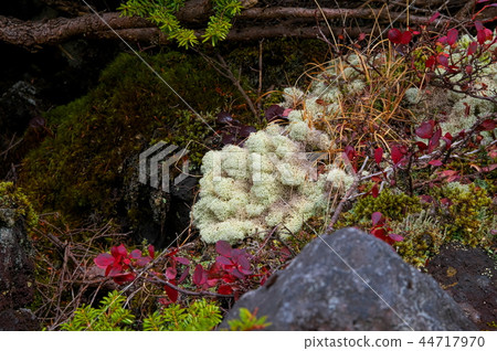 Kita Yatsugatake Tsuboi Gardens Kita Yatsugatake Tsuboi Gardens 44717970