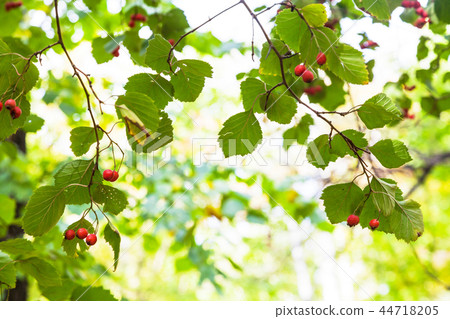 ripe hawthorn fruits on tree in autumn forest ripe hawthorn fruits on tree in autumn forest 44718205