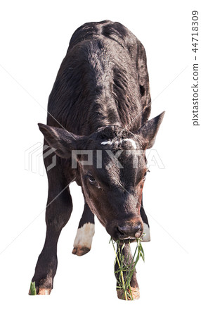 cow farm animal 44718309