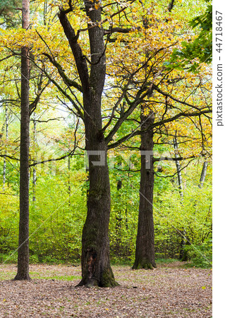 oak and pine trees in forest in sunny october day 44718467