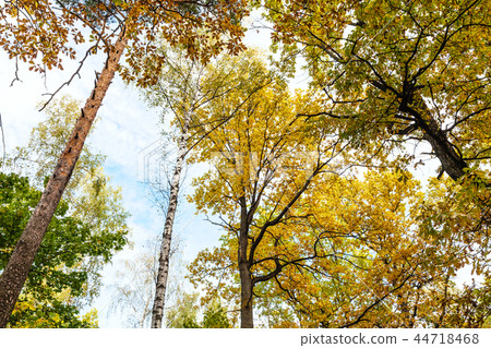 bottom view of tops of pine, birch, oak trees 44718468