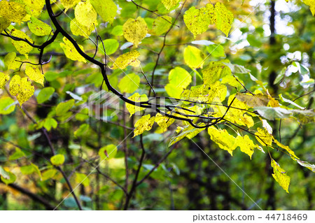 green and yellow leaves illuminated by sun 44718469