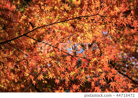 Autumn leaves color Autumn leaves color 44718472