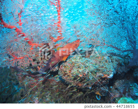 Kerama Aquarium 44718655