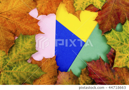 Creative autumn layout of maple leaves on bright background 44718663