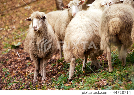 Sad muzzle sheep livestock. Group wool agriculture Sad muzzle sheep livestock. Group wool agriculture 44718714