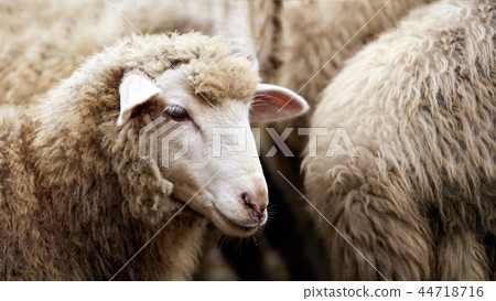 Sad muzzle sheep livestock. Group wool agriculture 44718716