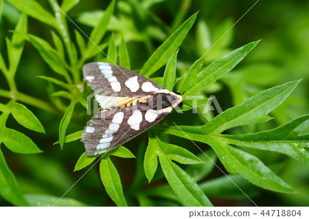 butterfly on green leaves 44718804