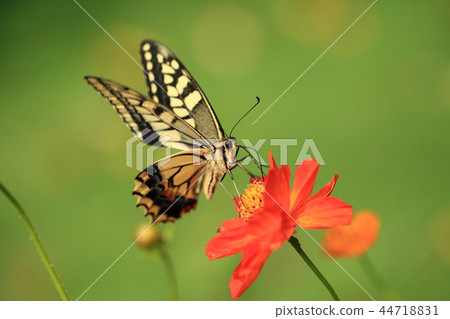 White Swallowtail and Kibana Cosmos 12 White Swallowtail and Kibana Cosmos 12 44718831
