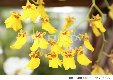 文心蘭黃色花 44718899