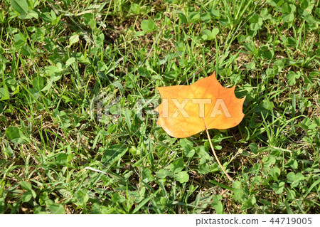 Leaves of autumn leaves Leaves of autumn leaves 44719005