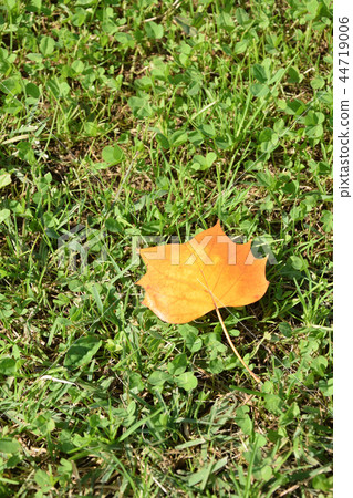 Leaves of autumn leaves Leaves of autumn leaves 44719006