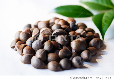 Camellia seeds Camellia seeds 44719373