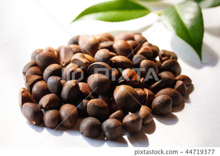 Camellia seeds Camellia seeds 44719377