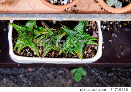 Cactus tree in flower pot, Little garden, Top view Cactus tree in flower pot, Little garden, Top view 44719516