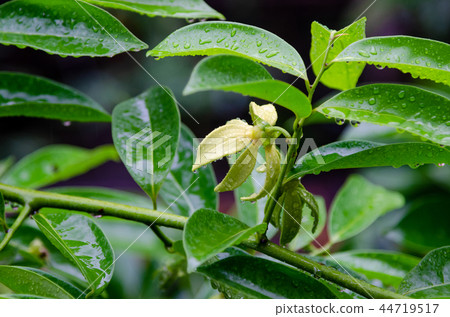 Ilang-ilang flower on tree with rain drops Ilang-ilang flower on tree with rain drops 44719517