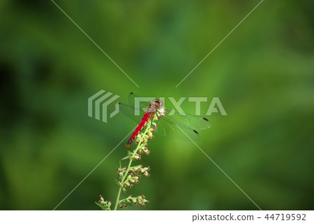 Red dragonfly 44719592