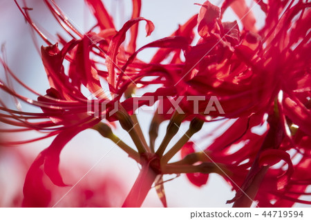 Cluster amaryllis 44719594
