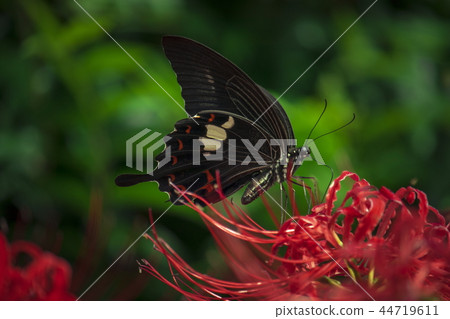 Higanki flower and swallowtail butterfly 44719611
