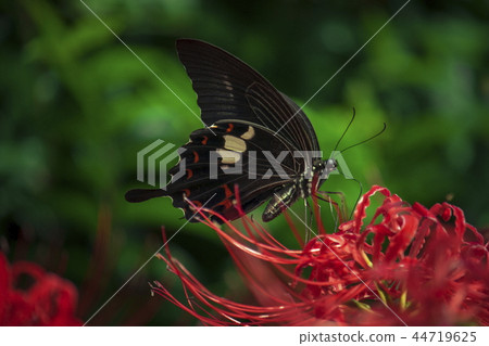 Higanki花和swallowtail蝴蝶 44719625