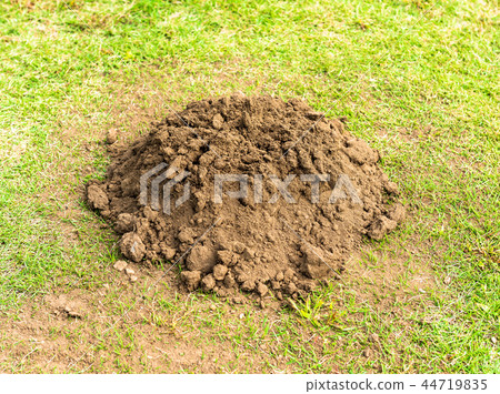 A hole in a mole 44719835