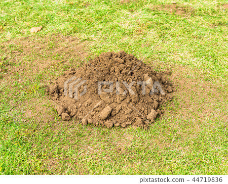 A hole in a mole A hole in a mole 44719836