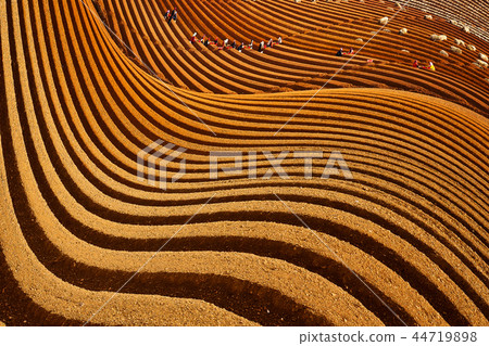 Farmers in the ginseng field Farmers in the ginseng field 44719898