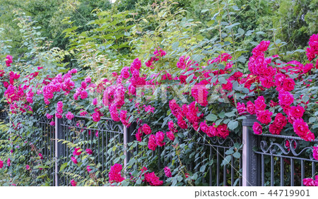 Rose 44719901