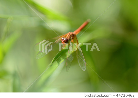 dragonfly on leaves in garden 44720462
