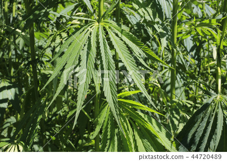 Close-up of green fresh foliage of cannabis plant 44720489