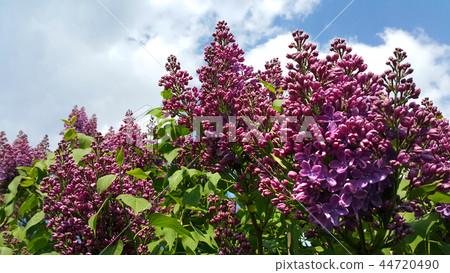 Beautiful flowering spring branches of lilac 44720490