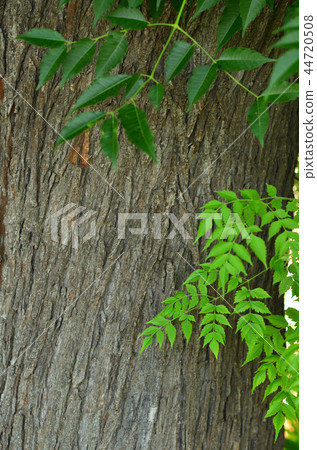 樹：Sendant Sendant家族 44720508