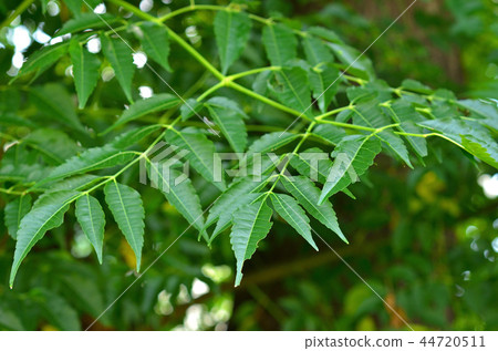 樹：Sendant Sendant家族 44720511