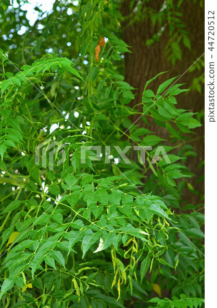 樹：Sendant Sendant家族 44720512