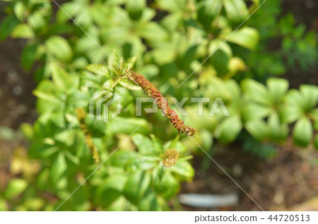 植物:黃cut科。 植物:黃cut科。 44720513