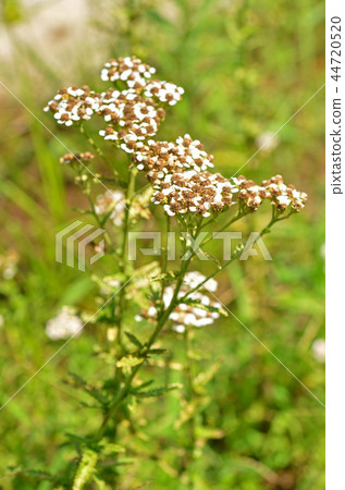 Plant: Yarrow 44720520
