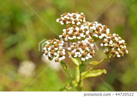 植物：西洋蓍草 44720522