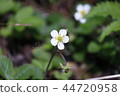 White-tailed snakeberry 44720958