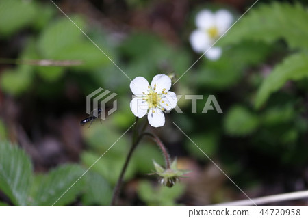 White-tailed snakeberry 44720958