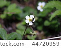 White-tailed snakeberry 44720959
