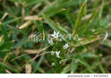 Flower of the assembly Flower of the assembly 44720992