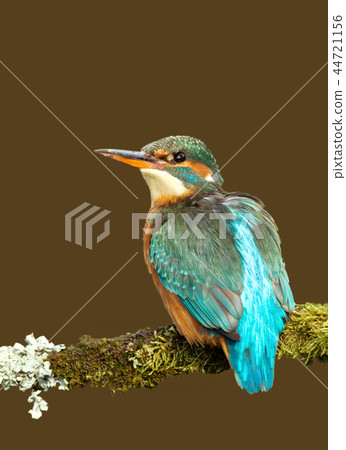 Common Kingfisher perching on a mossy branch 44721156