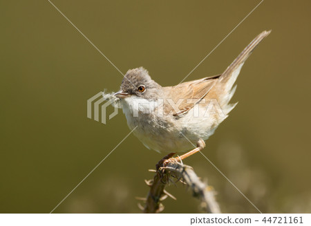 Common Whitethroat with nesting material 44721161